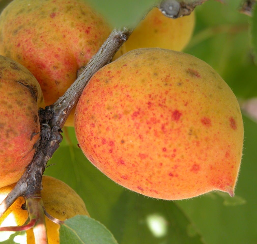 Абрикос Академик