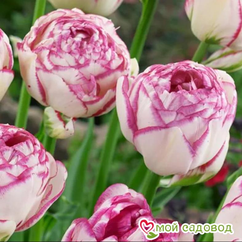 Тюльпан махровый Дабл Тач