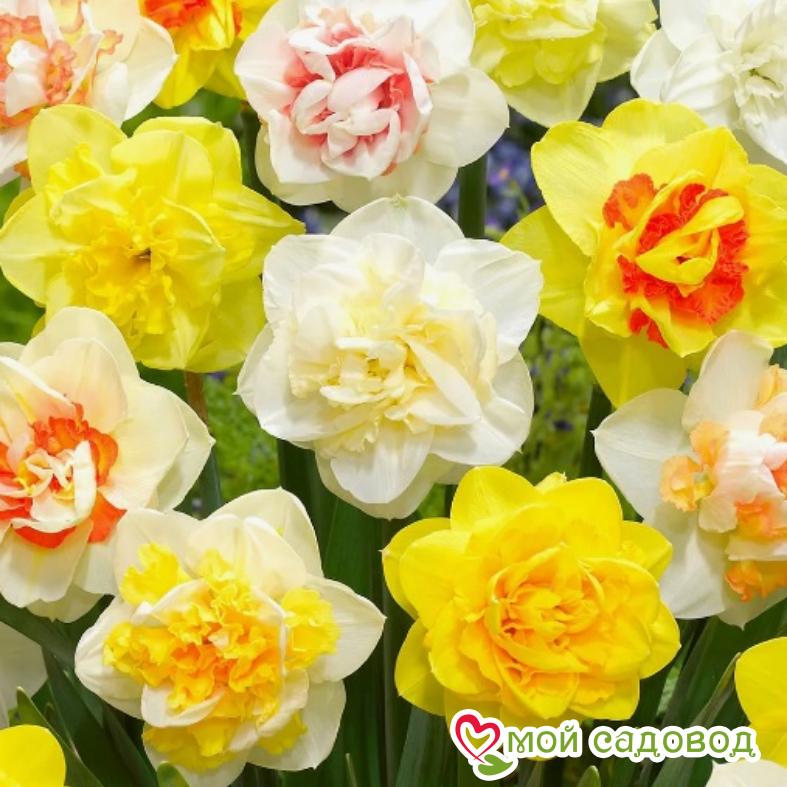 Нарцисс махровый (смесь окрасок)