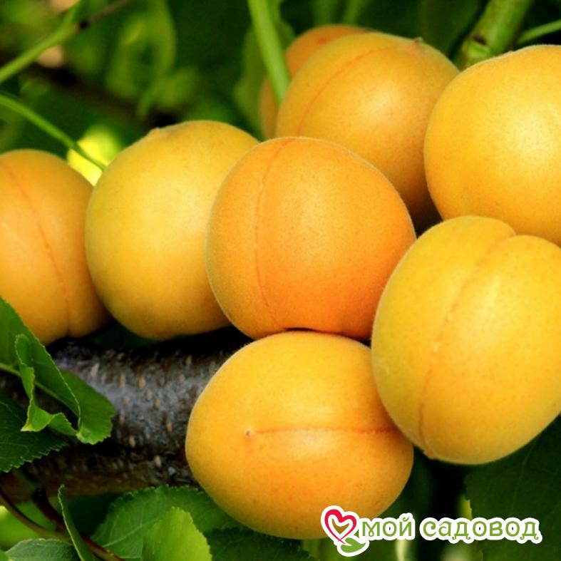 Абрикос Бай Среднеранний
