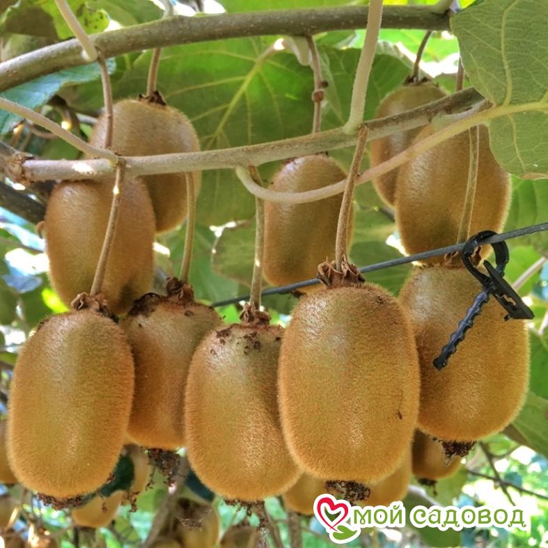 Киви актинидия деликатесная Хейворд