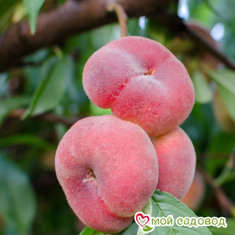 Персик Инжирный (-30°)