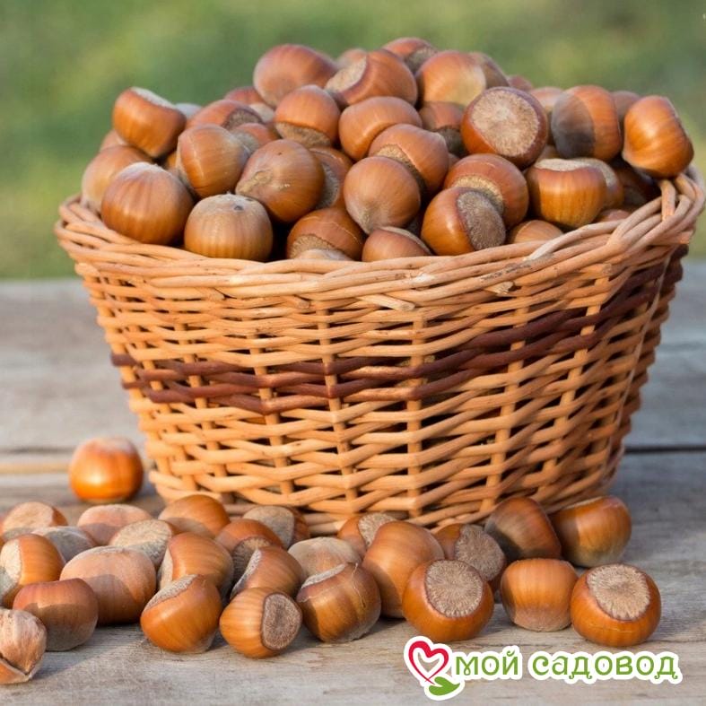 Фундук Барселонский