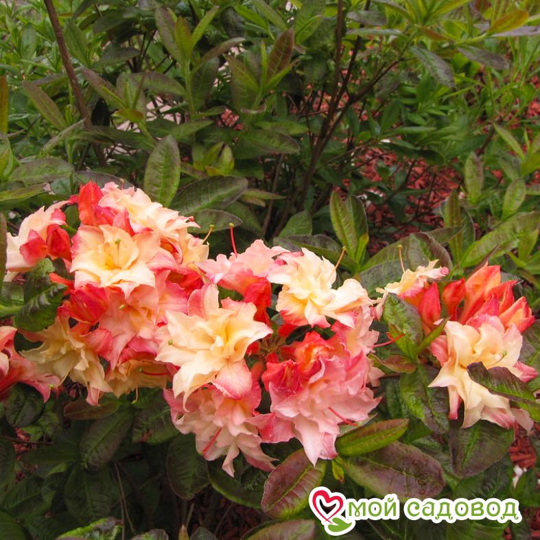 Азалия махровая радуга