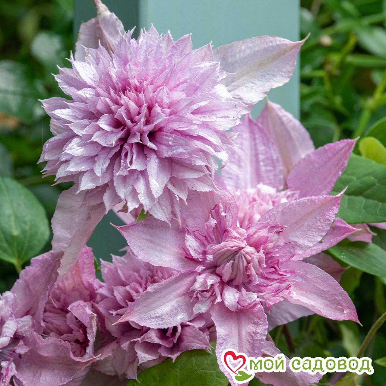 Клематис МУЛЬТИ ПИНК