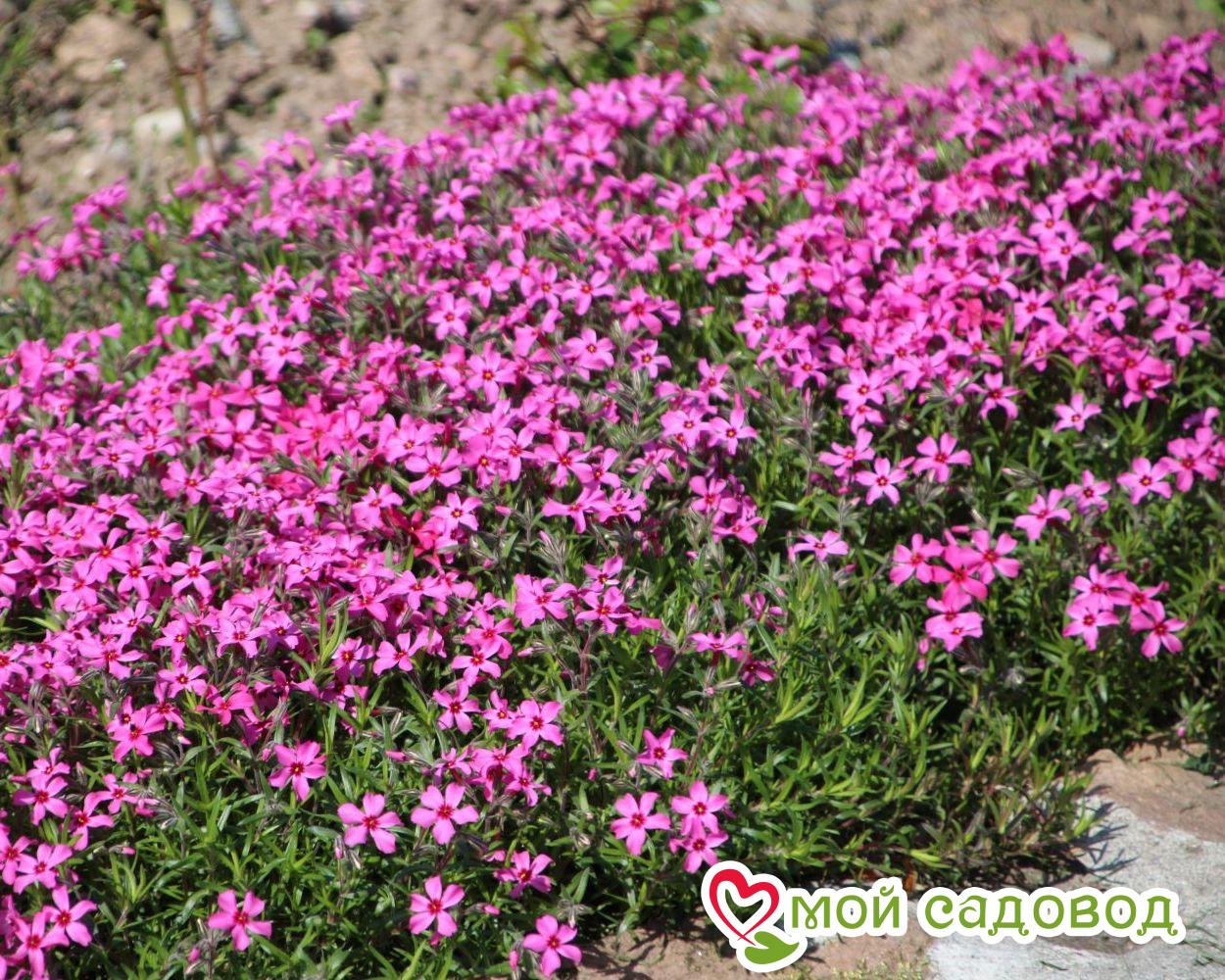 Флокс шиловидный Атропурпуреа