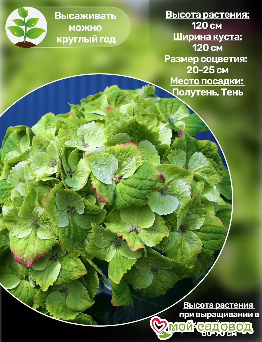 Гортензия крупнолистная Мэджикал Грин Клауд ЗКС