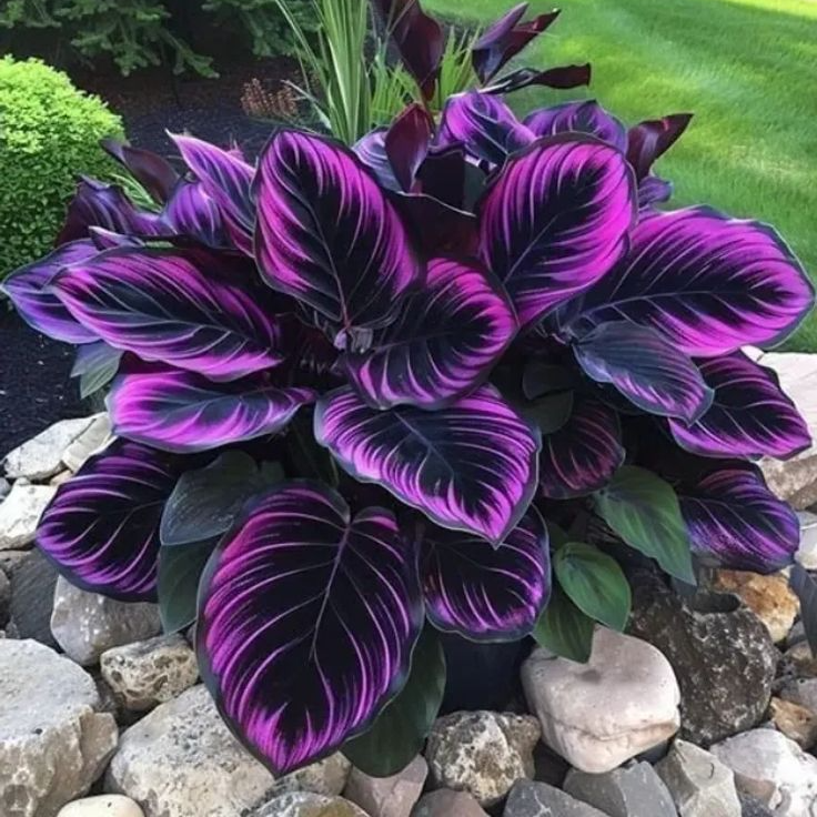 Категория - Хоста